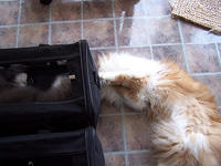 Cody jumped into his carrier and KittyBoy started playing with him.